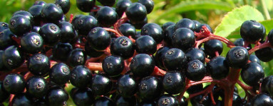 Črni ribez (Ribes nigrum)